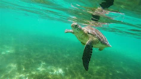 Where can you swim with turtles in Cancun? | Cancun Snorkeling