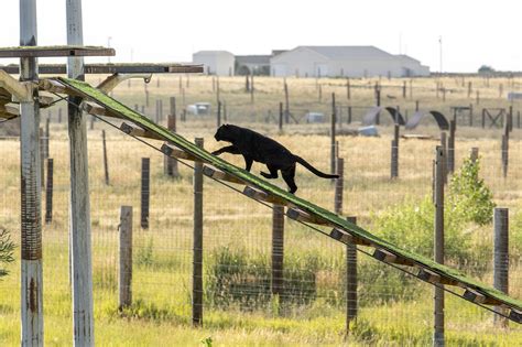 Weld County wildlife sanctuary will give new home to animals rescued from Puerto Rico zoo