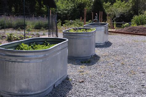 Galvanized Water Trough Planters • Insteading (2022)