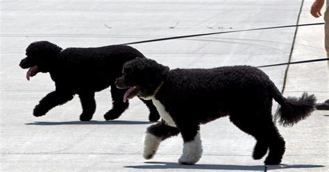 Michelle Obama Took Sunny and Bo Out to Celebrate Spring | TIME