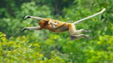 Proboscis Monkey Facts | Science Facts