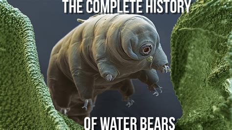 Fun Facts About Water Bears - Nada Tallie