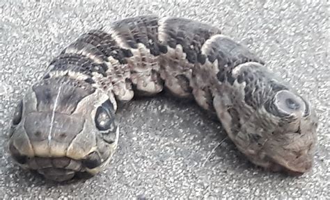 Bizarre "two-headed snake" that baffled the internet identified - CBS News