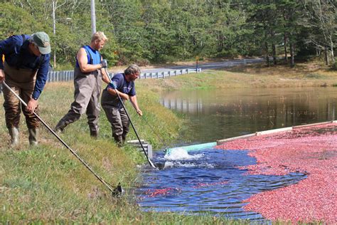 Cape Cod Cranberry Harvest | There's Nothing Like It - The Platinum ...