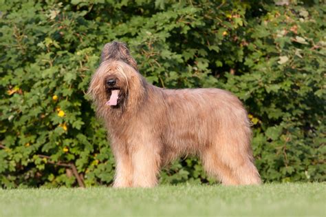 Briard (caractère, alimentation, soins)