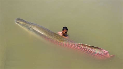 Epic Amazon River Monster - YouTube