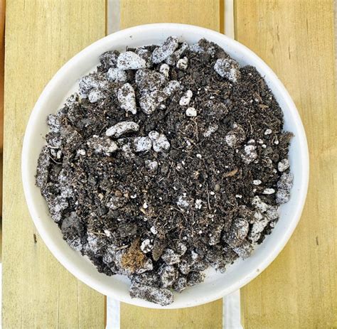 How To Make The Best Aroid Propagation Soil - AroidWiki