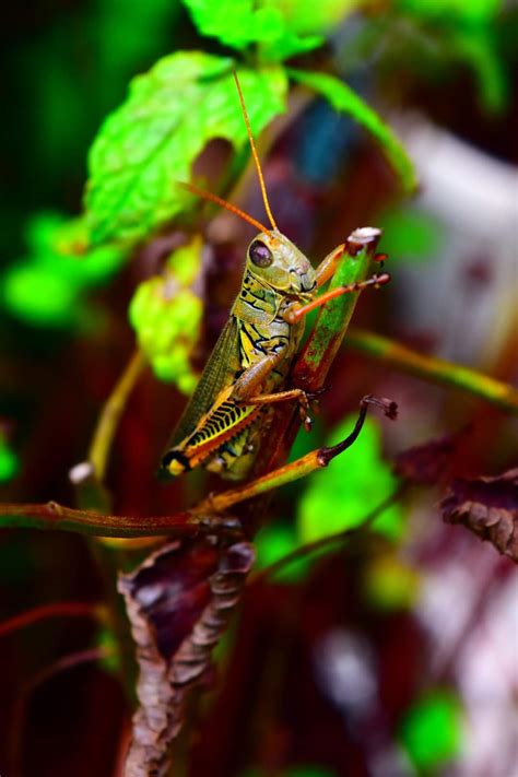 Grasshopper eating on some mint plants : r/AmateurPhotography