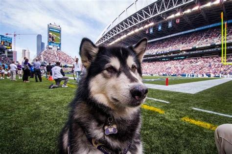 Dubs UW Huskies mascot. | Uw huskies, Husky, Live mascot