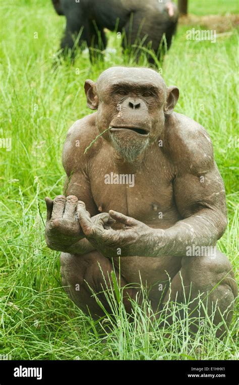 Chimpanzee with alopecia Stock Photo - Alamy