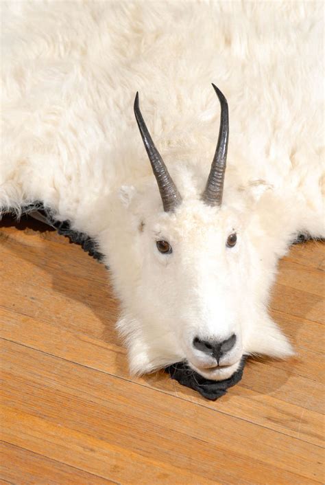 White Mountain Goat Taxidermy Rug at 1stDibs