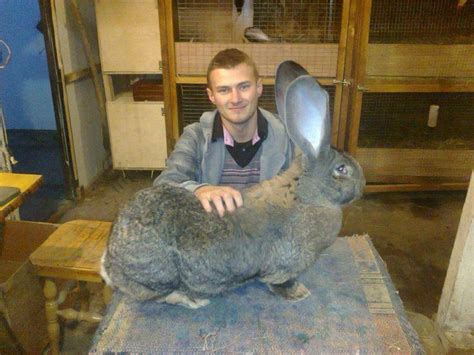 Flemish Giant rabbit ~ Detailed Information | Photos | Videos