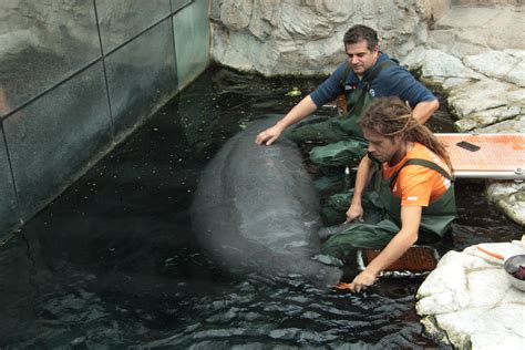 My journey behind the scenes of the Genoa Aquarium