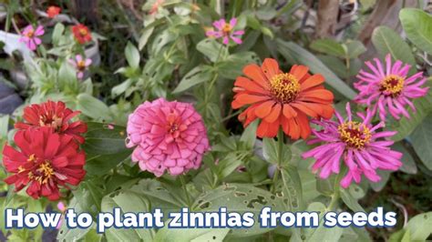 How To Plant zinnias from seeds - YouTube