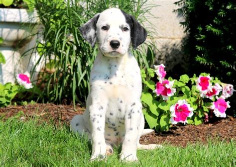 Dalmatian Puppies For Sale | Puppy Adoption | Keystone Puppies