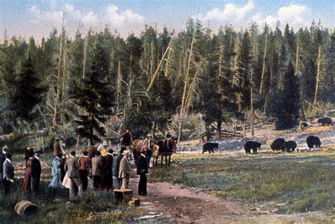 Bear Feeding In Yellowstone National Park Was Once More Popular Than ...