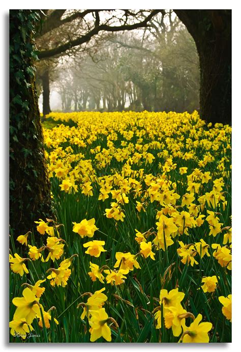 Daffodil field: I wander'd lonely as a cloud That floats on high o'er ...