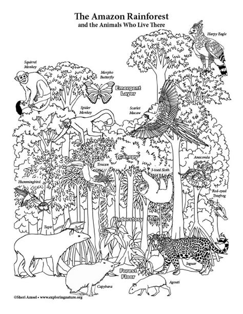 Amazon Rainforest Layers - Coloring Page