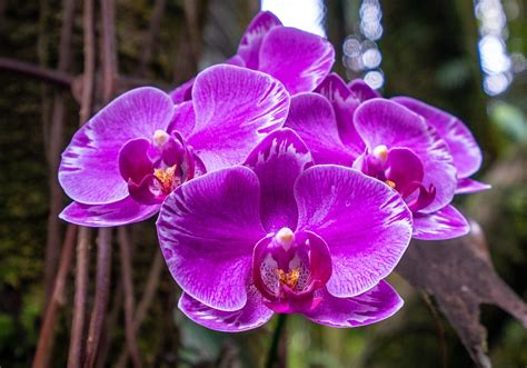 Purple Orchid 2 – Telepathic Stuntman