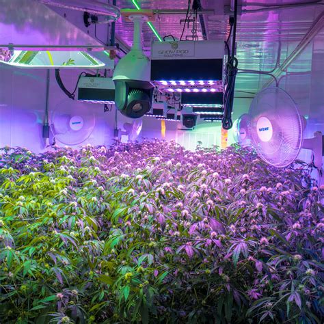 Building Your Own Cannabis Grow Room - Marijuana Container Farming