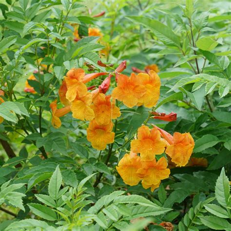 Bells of Fire Tecoma - Esperanza | PlantAddicts.com