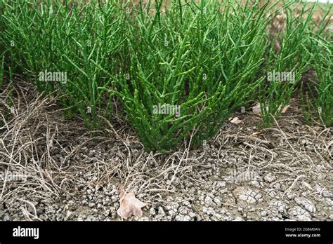 common glasswort growing close up view with salt on the ground Stock ...