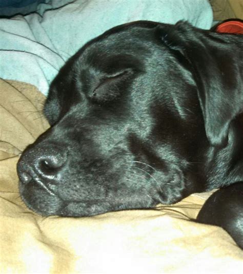 Black lab sleeping | Black lab, Labrador retriever, Black