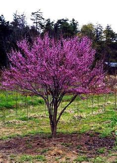 Dwarf Ornamental Trees Zone 5 : Zone 5 6 Flowering Trees - So let's ...