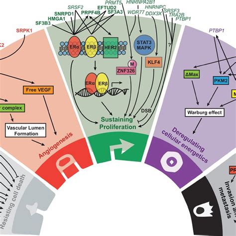 The role of splice factors and their associated pathways in the five ...