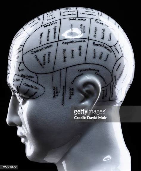 115 Phrenology Diagram Stock Photos, High-Res Pictures, and Images - Getty Images