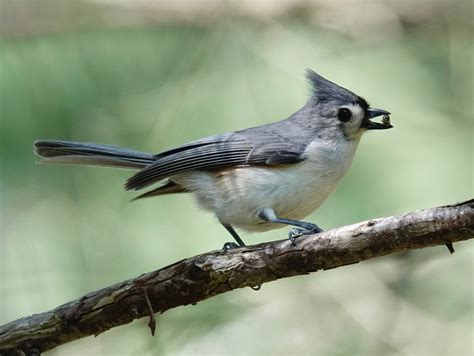 Tufted Titmouse – 5/2/20 – Sharon Friends of Conservation