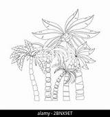 Date Palm Tree Coloring Pages sketch template