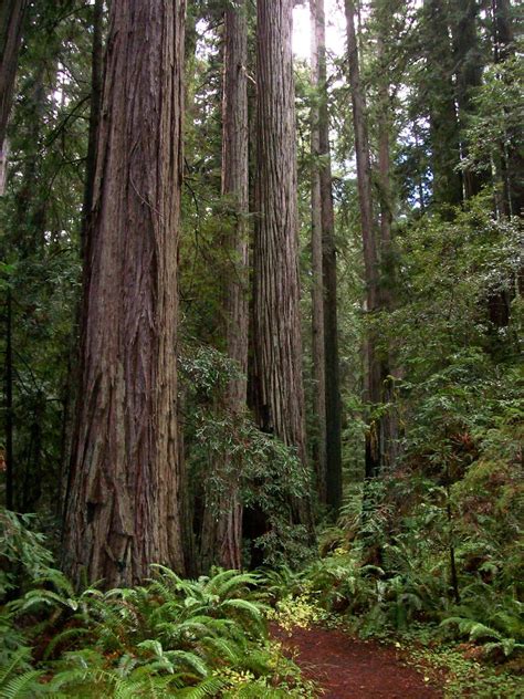 Giant redwoods in the little-visited Montgomery Woods Stat… | Flickr