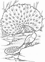 Free Printable Peacock Coloring Pages For Kids sketch template