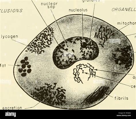 . Cytology. Cytology. nuclear membrane chromatin granules INCLUSIONS ...