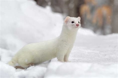 Meet the White Mountain Ermine - Mt Washington Valley Vibe