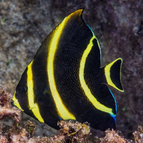 French Angelfish, 5cm (Pomacanthus paru)