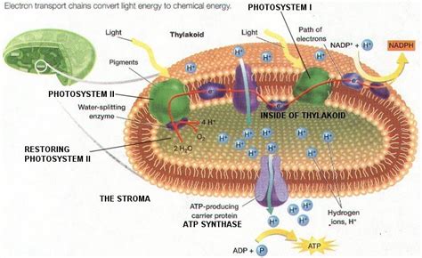 Thylakoid Membrane Photosynthesis