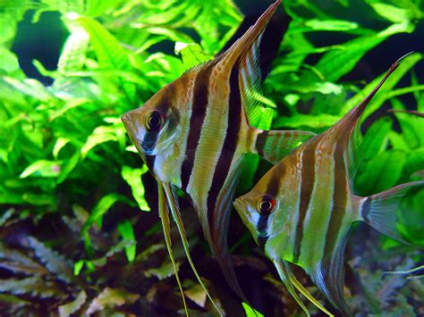 Angelfish (Pterophyllum scalare) | Tetra Advanced Fishkeeper Blog