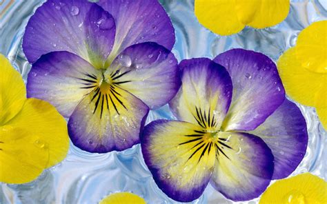 Purple yellow flowers wallpaper | 1920x1200 | #31518