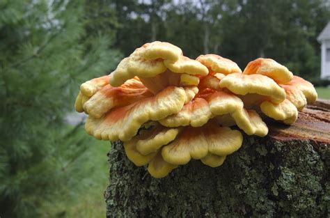 Chicken Of The Woods Liquid Culture | Premium Spores