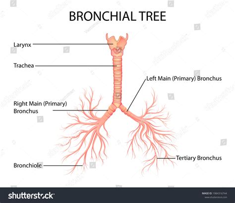 Bronchial Tree Anatomy Bronchoscopy