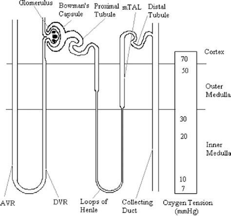 Descending vasa recta | Semantic Scholar