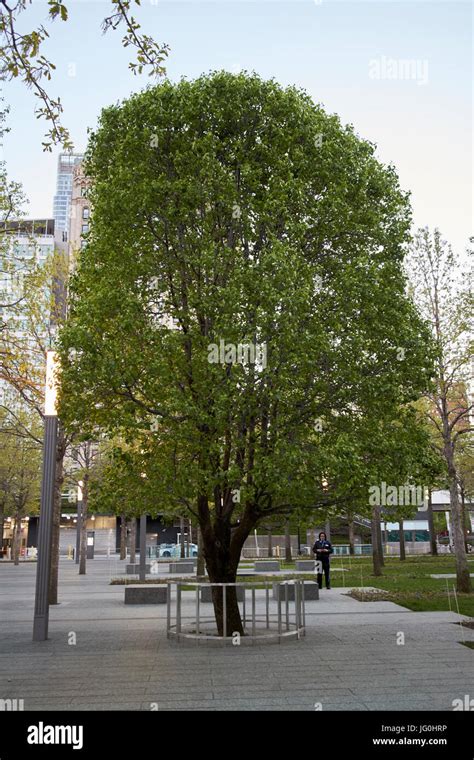 callery pear survivor tree at the national september 11th memorial site ...