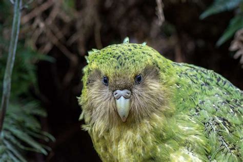 Kākāpō Population Soars to its Highest Number in Almost 50 Years - Good ...