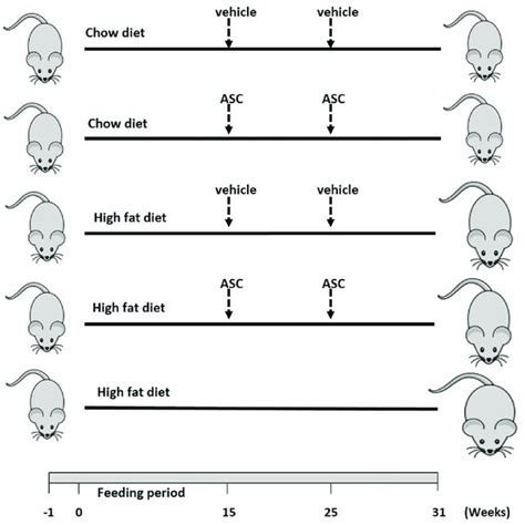 Schematic representation of animal design. Male C57BL/6 mice (n = 25 ...