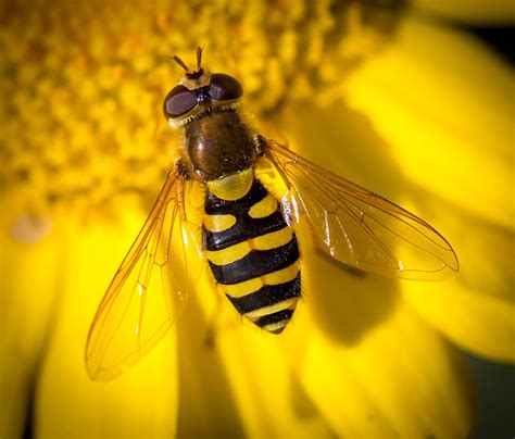 Hoverfly | Hoverfly, Insects, Species