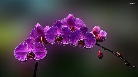 Purple Orchid Wallpaper ·① WallpaperTag