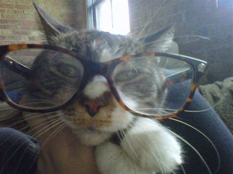 Cats in glasses | Cat memes, Cats, Animals