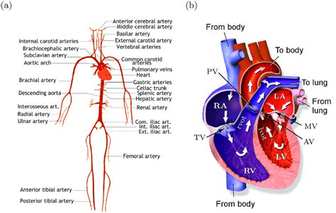 Human Arteries And Heart